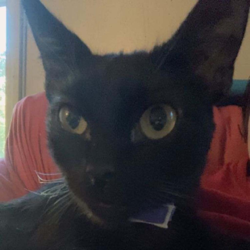 Charlie, Adoptable, Adult Male Domestic Short Hair.