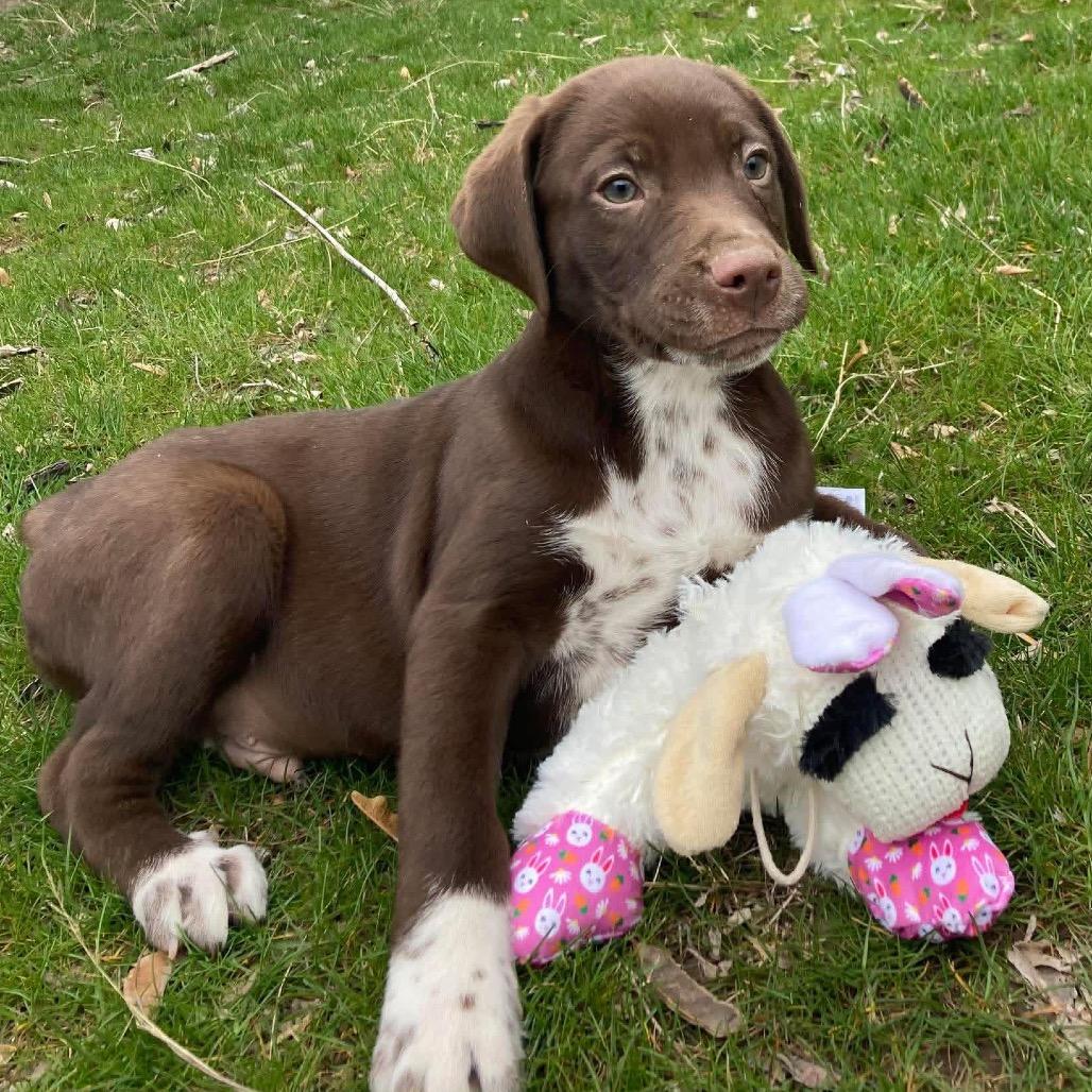 Enlarge Beau, a Adoptable mixed breed in TONASKET, WA image 1/3
