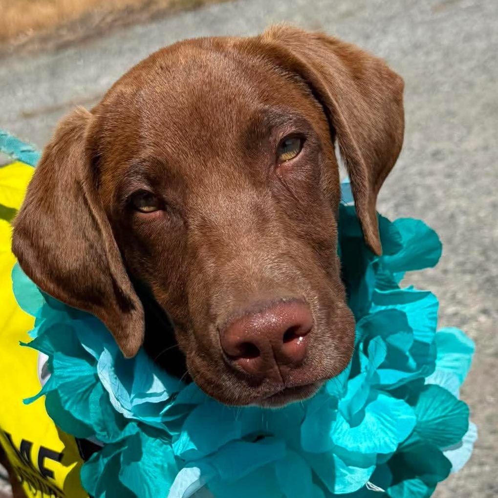 Beau, Adoptable, Puppy Male German Shorthaired Pointer & Dalmatian.