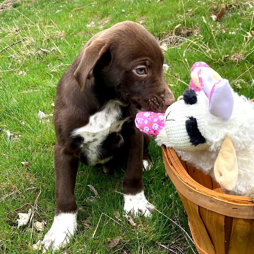 Enlarge Beau, a Adoptable mixed breed in TONASKET, WA image 2/3
