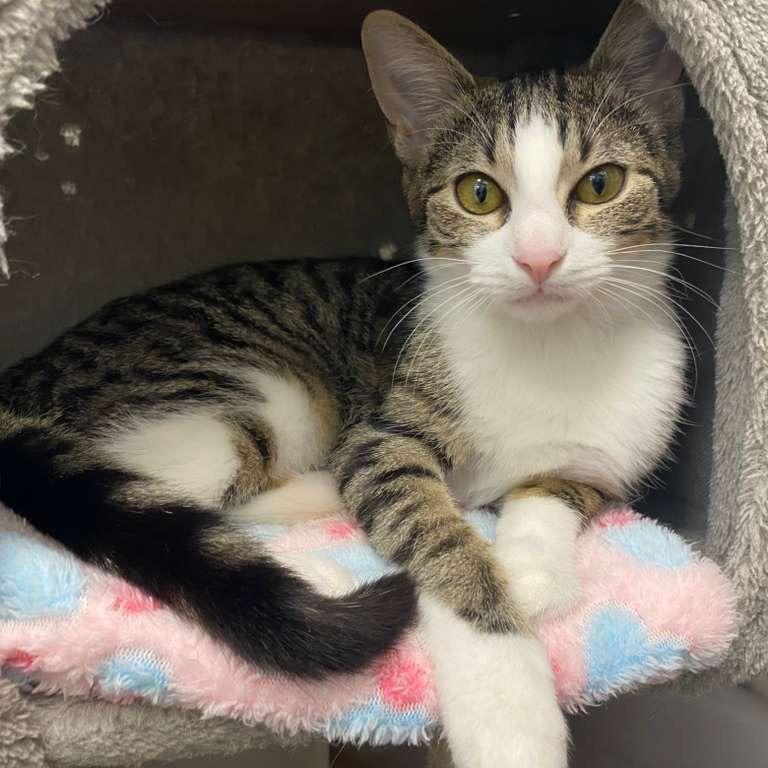 Sakura, Adoptable, Kitten Female Domestic Short Hair.