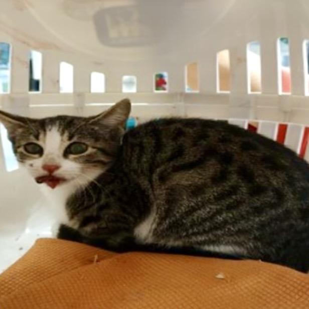 Sakura, a Adoptable mixed breed in Jupiter, FL image 2/6