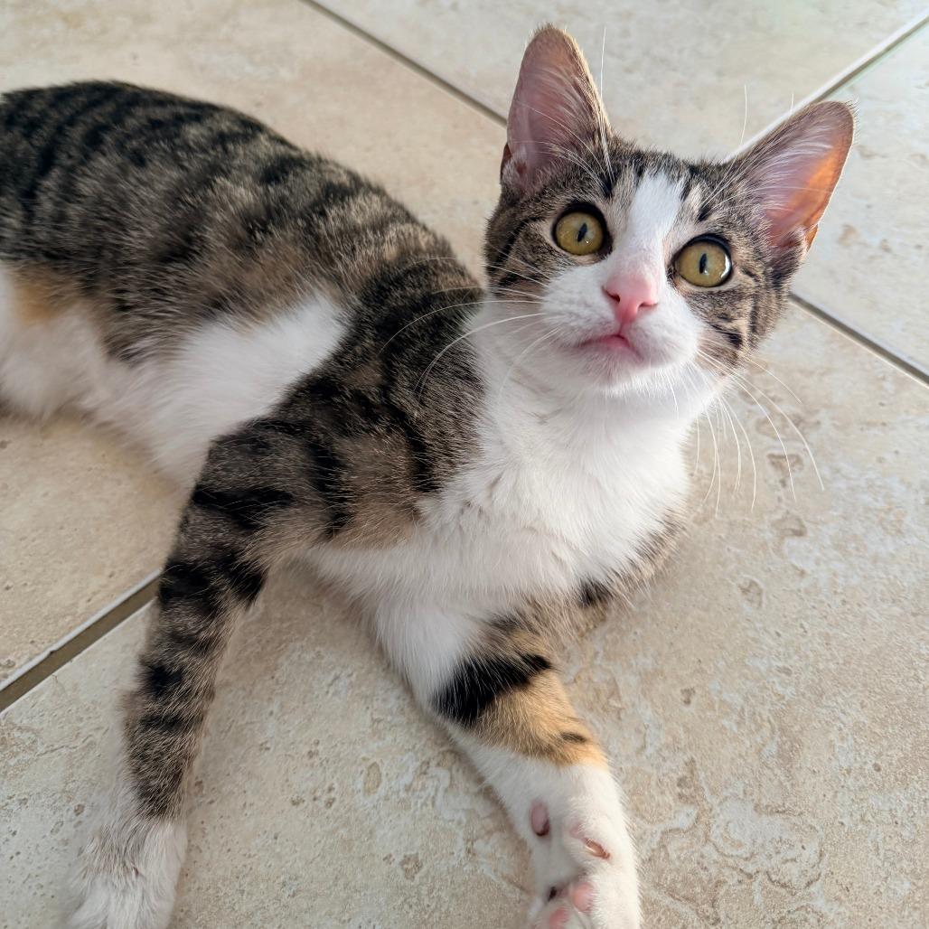 Sakura, a Adoptable mixed breed in Jupiter, FL image 3/6