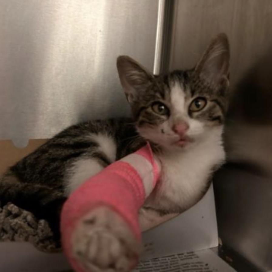 Sakura, a Adoptable mixed breed in Jupiter, FL image 4/6