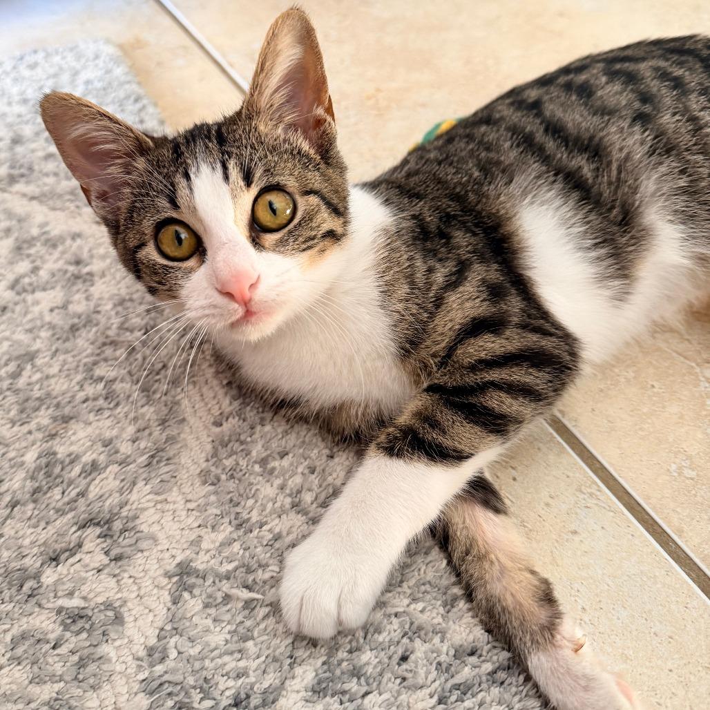 Sakura, a Adoptable mixed breed in Jupiter, FL image 6/6