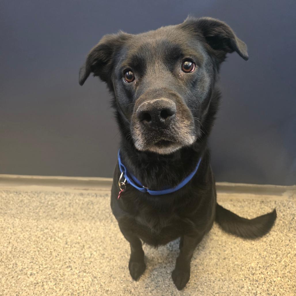 Jaxson, Adoptable, Adult Male Black Labrador Retriever & Husky.