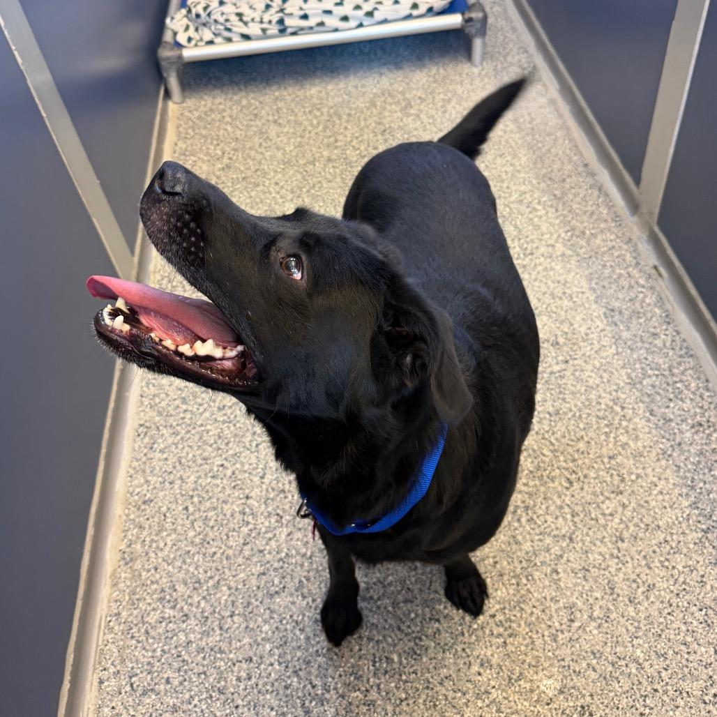 Enlarge Jaxson, a Adoptable mixed breed in Great Falls, MT image 2/5