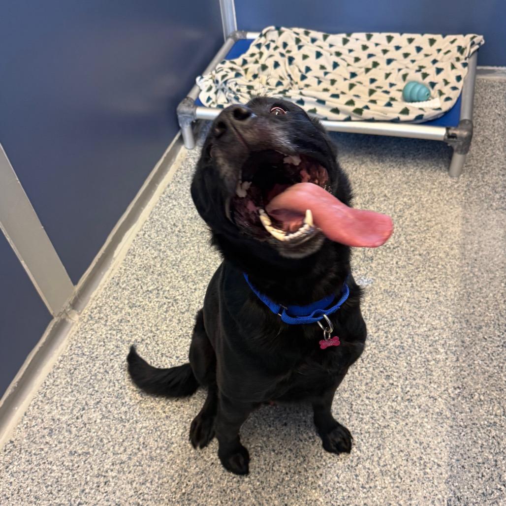 Enlarge Jaxson, a Adoptable mixed breed in Great Falls, MT image 3/5