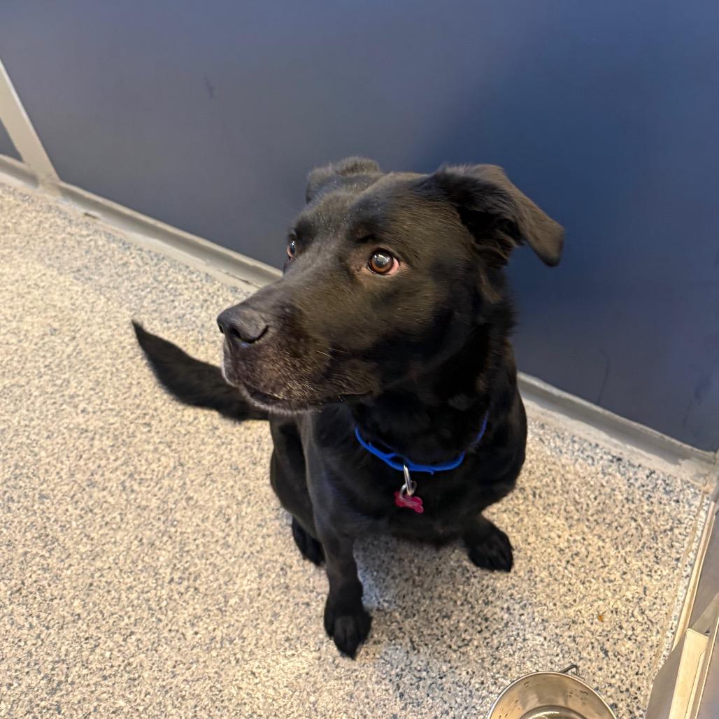 Enlarge Jaxson, a Adoptable mixed breed in Great Falls, MT image 4/5