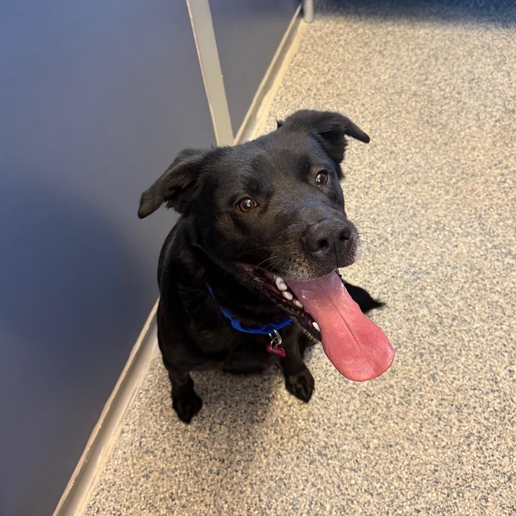 Enlarge Jaxson, a Adoptable mixed breed in Great Falls, MT image 5/5