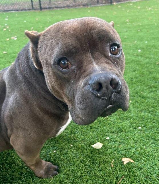 Mazie, a Adoptable Mixed Breed in Palm Harbor, FL image 6/6