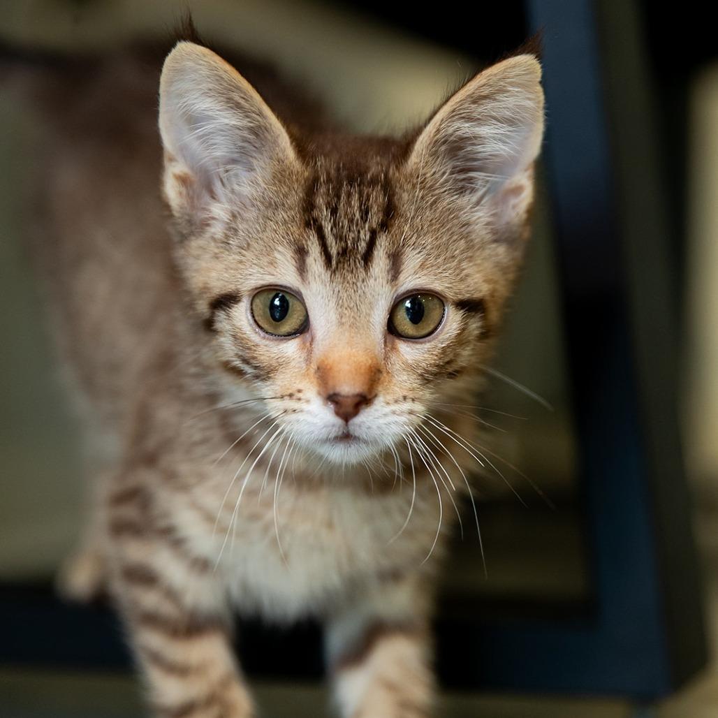 Enlarge Elizabeth (bonded w/J.C.), a Adoptable mixed breed in Chicago, IL image 1/3