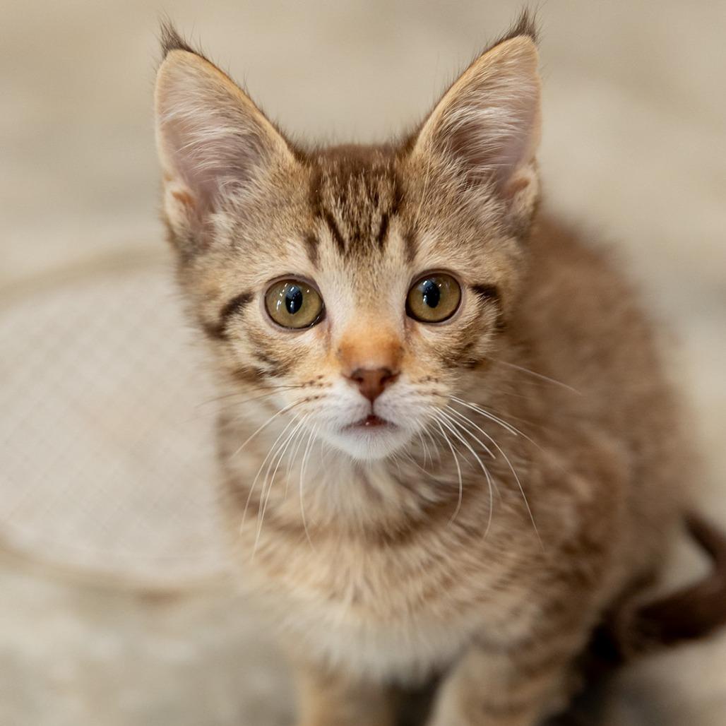 Enlarge Elizabeth (bonded w/J.C.), a Adoptable mixed breed in Chicago, IL image 3/3