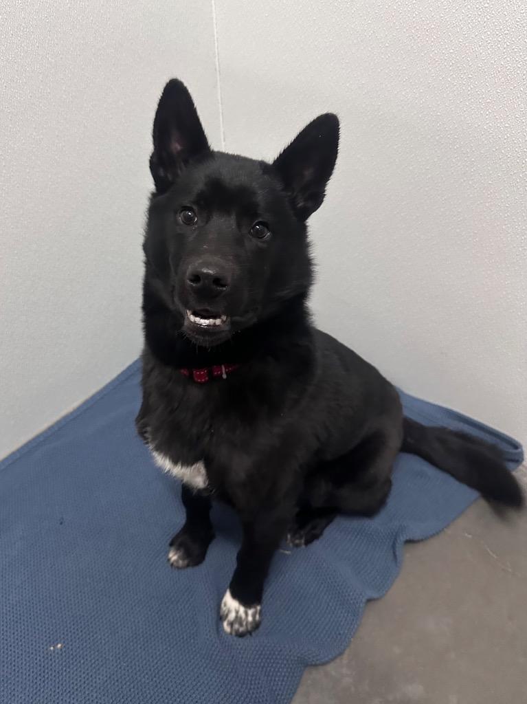 Enlarge Hasher, a Adoptable mixed breed in Yellowknife, NT image 1/1