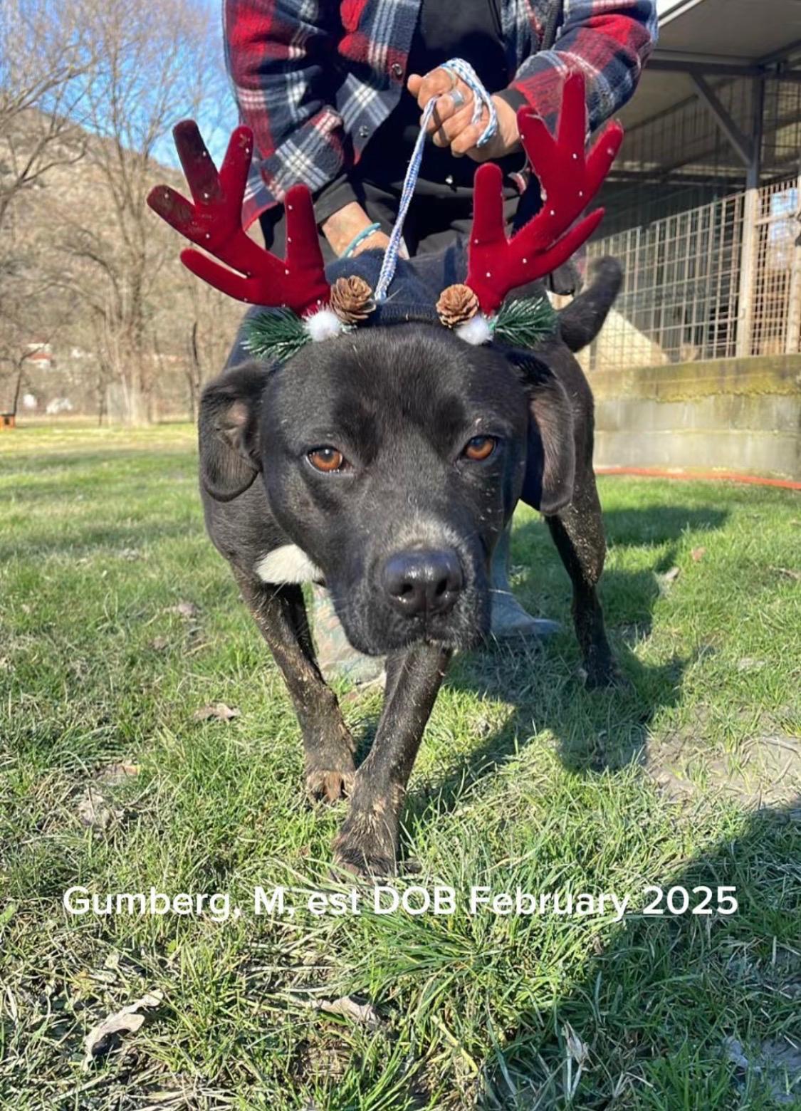 Enlarge Gumberg, a Adoptable mixed breed in Essex, CT image 2/2