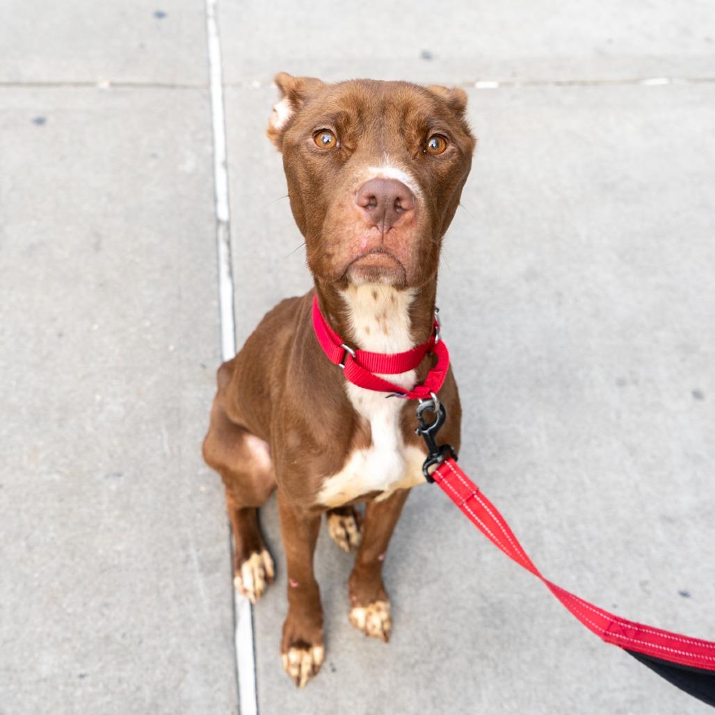 Roxana, Adoptable, Young Female American Staffordshire Terrier & Mixed Breed.