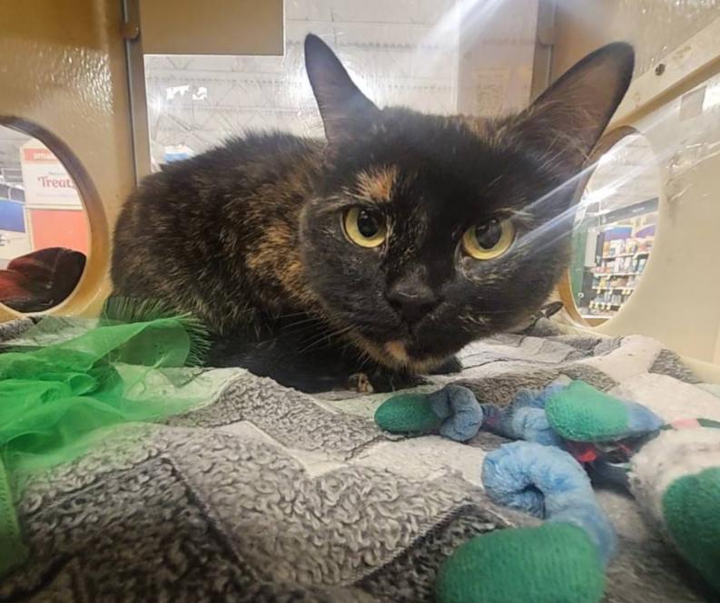 Pepper, an adopted Domestic Short Hair in Pearland, TX image 3/6