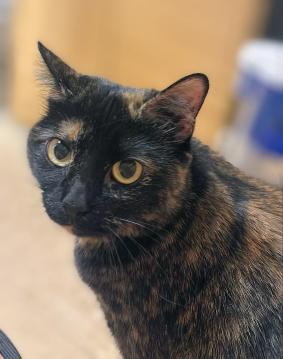 Pepper, an adopted Domestic Short Hair in Pearland, TX image 4/6