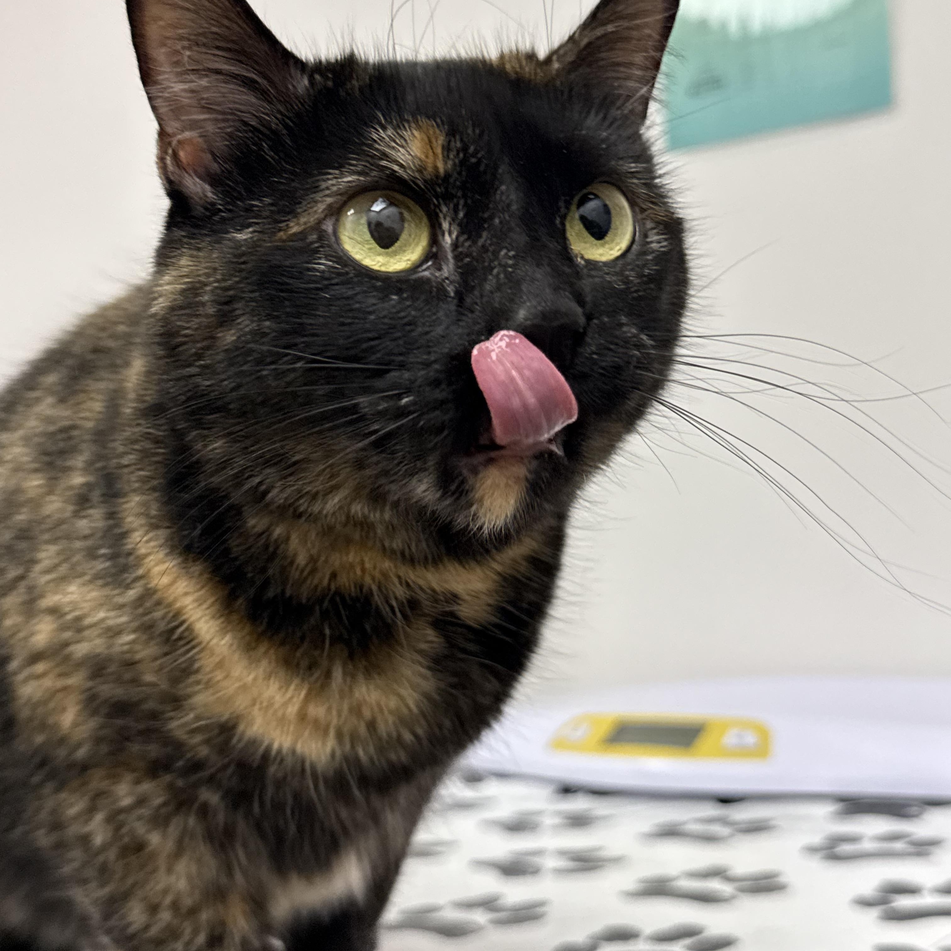 Pepper, an adopted Domestic Short Hair in Pearland, TX image 2/6