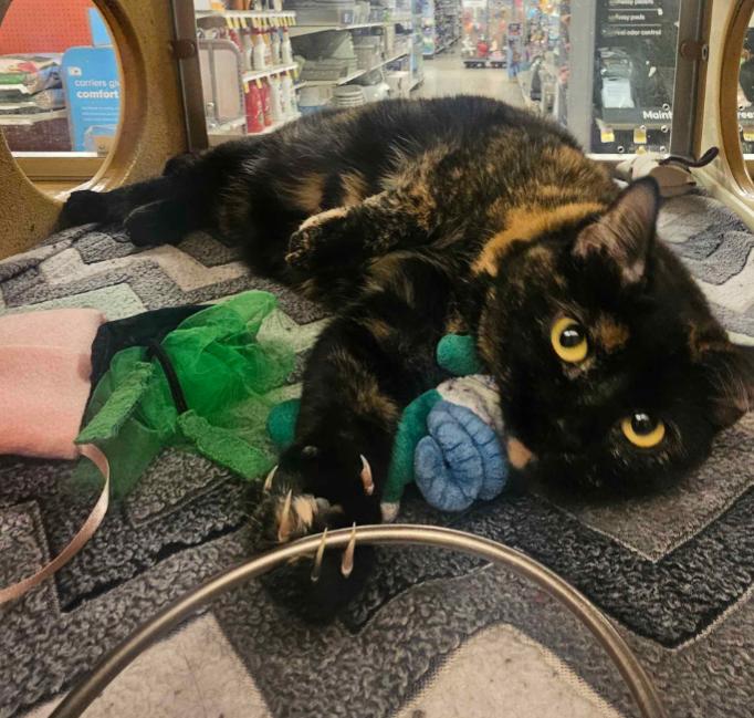 Pepper, an adopted Domestic Short Hair in Pearland, TX image 6/6