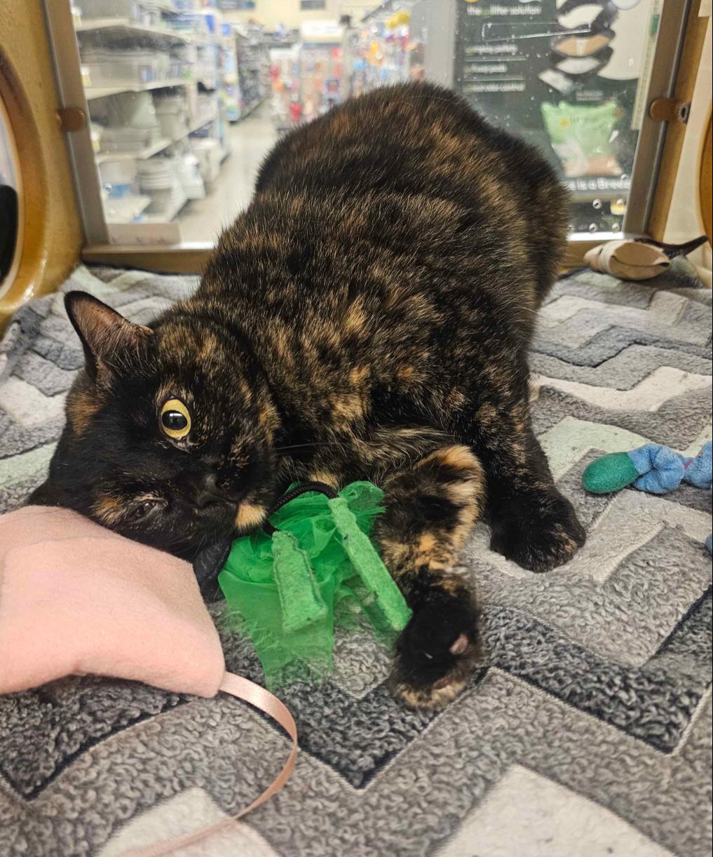 Pepper, adopted, Adult Female Domestic Short Hair.