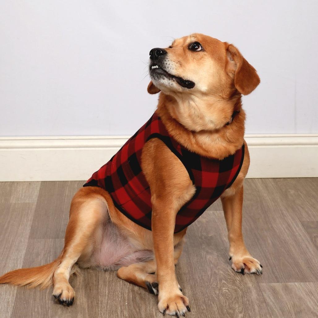 Enlarge Khloe, a Adoptable mixed breed in Jessup, MD image 1/2