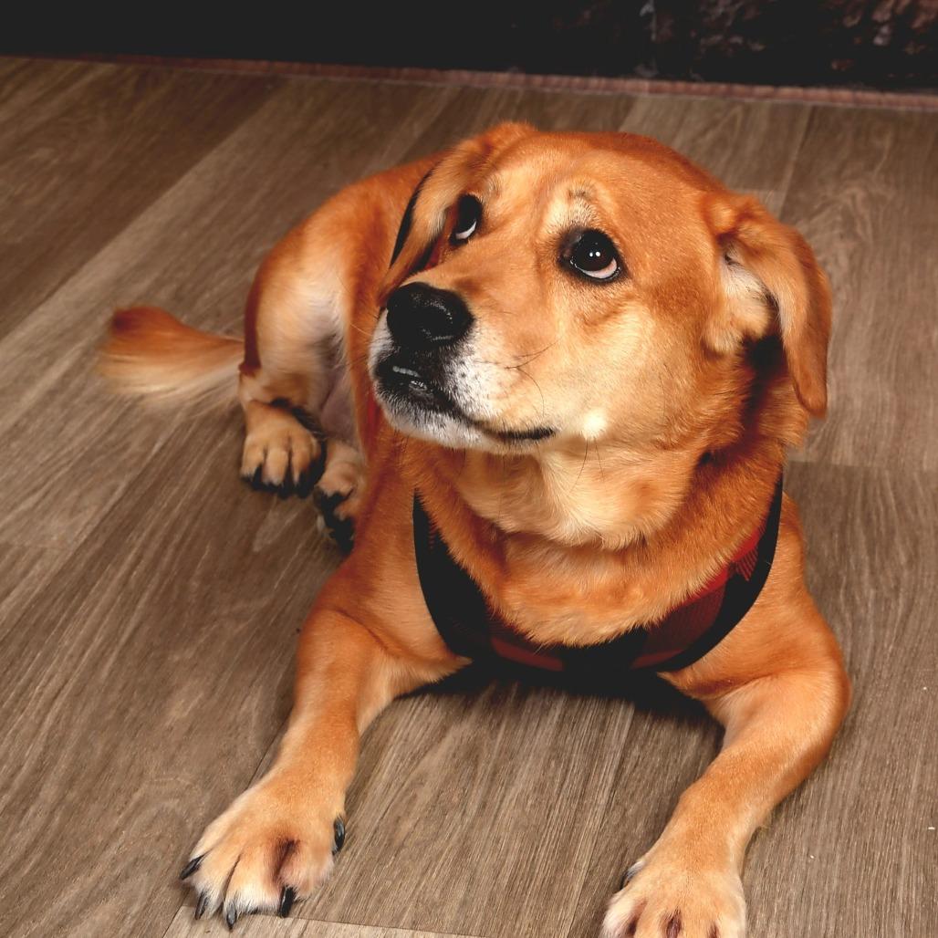 Enlarge Khloe, a Adoptable mixed breed in Jessup, MD image 2/2