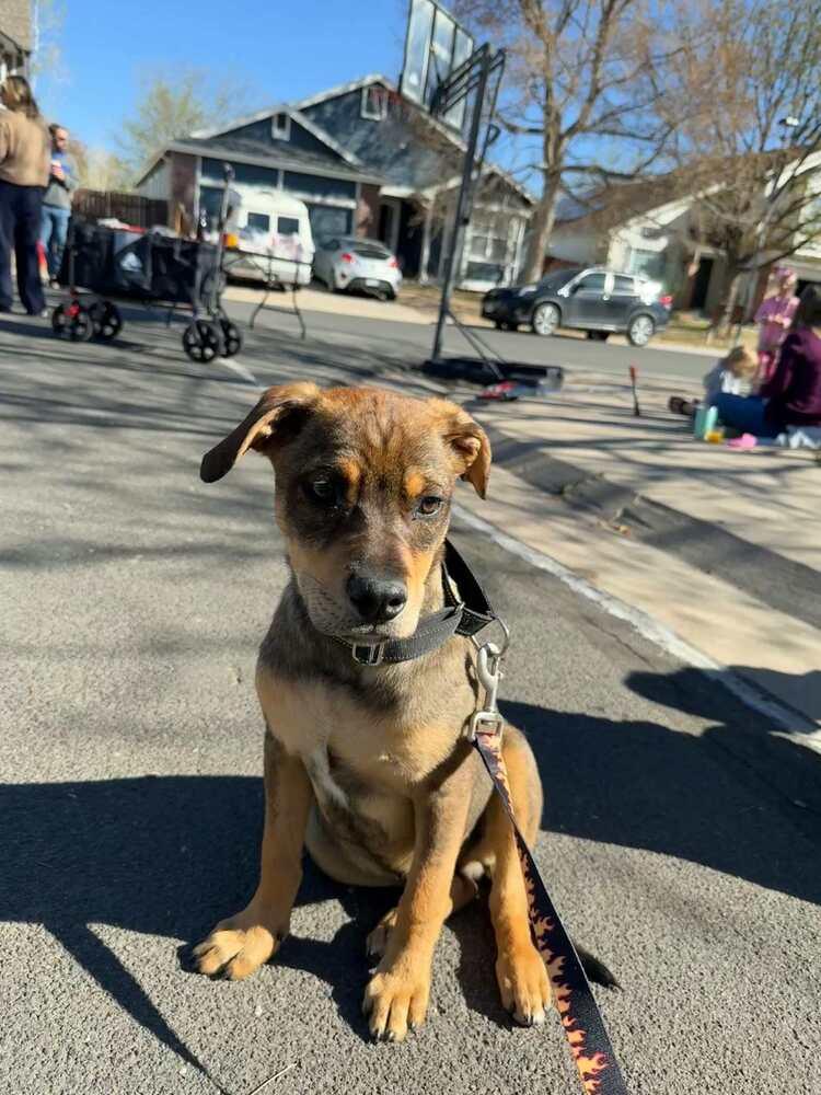 Puddle, Adoptable, Young Male German Shepherd Dog & Labrador Retriever.