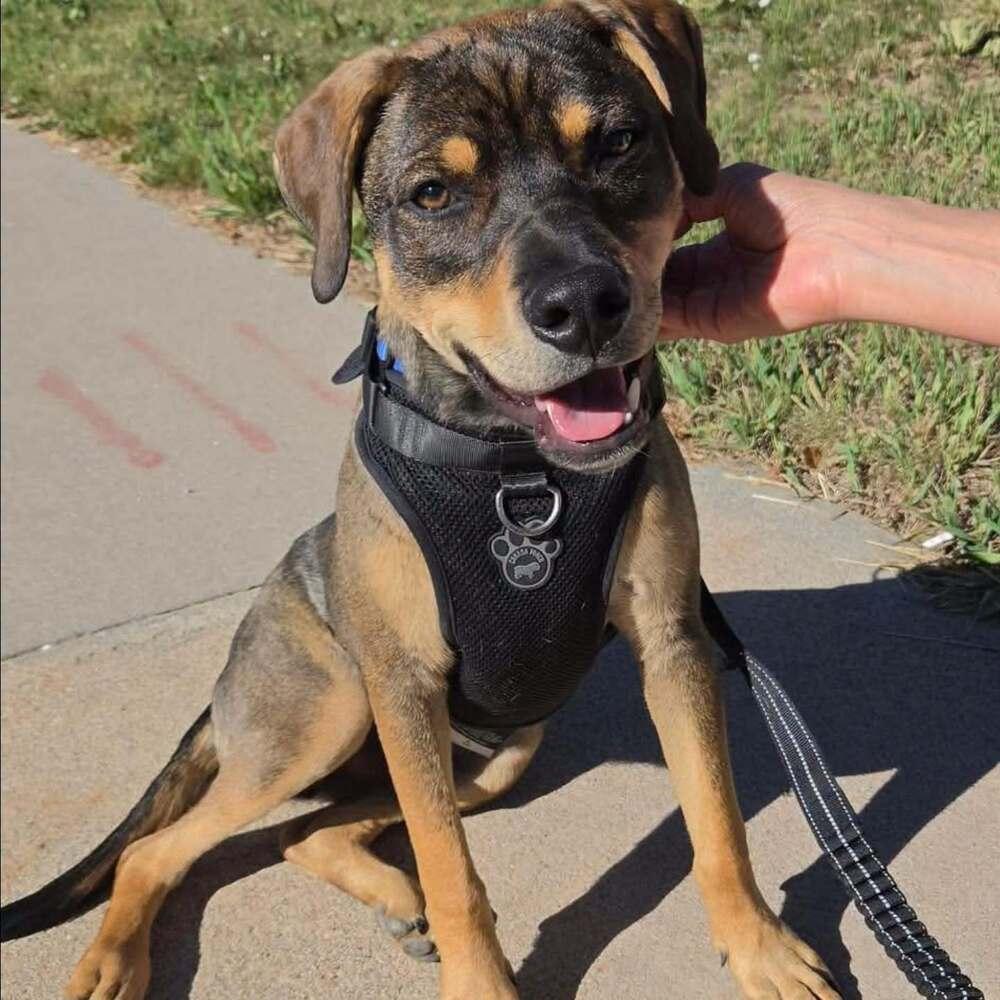 Enlarge Puddle, a Adoptable mixed breed in Aurora, CO image 2/6