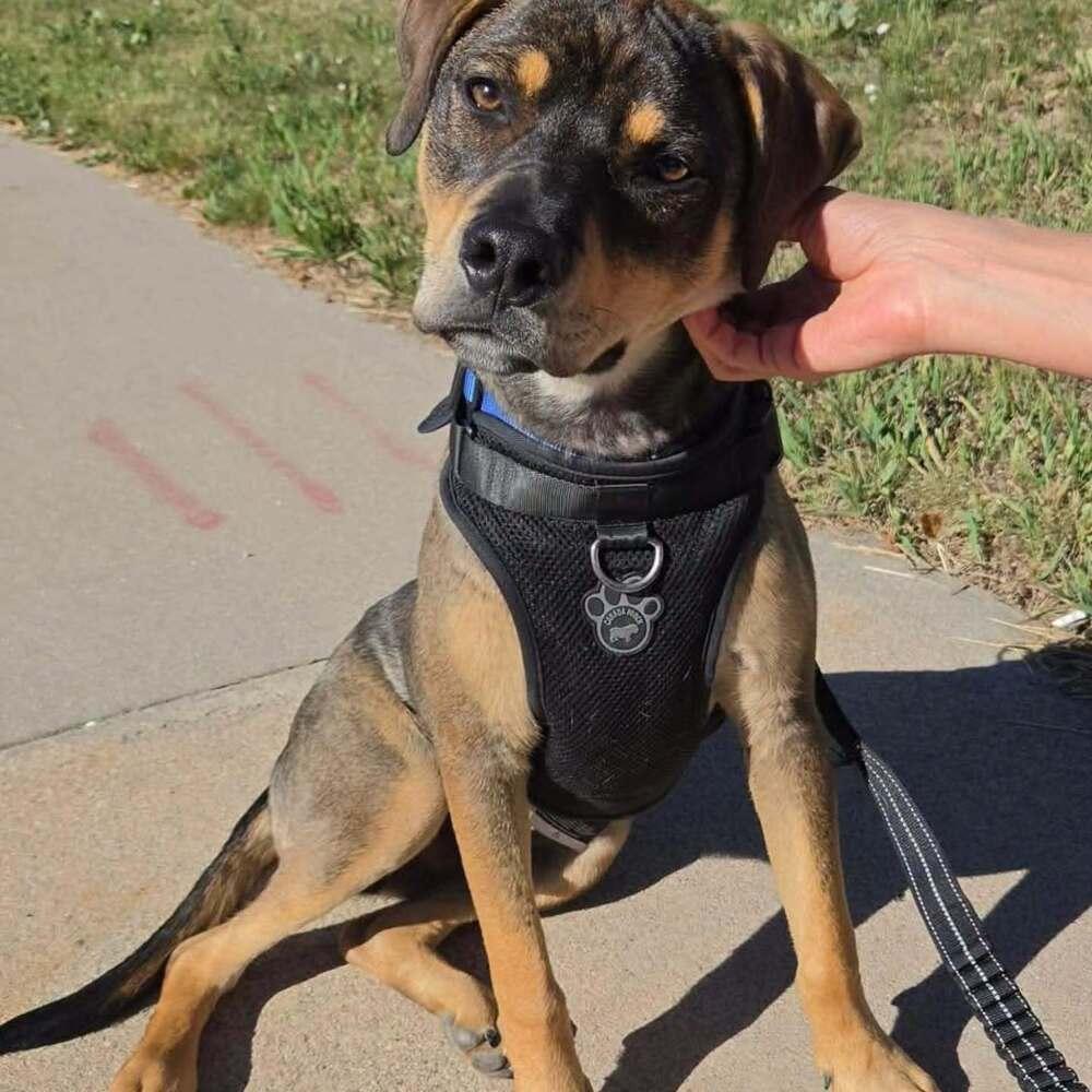 Enlarge Puddle, a Adoptable mixed breed in Aurora, CO image 6/6