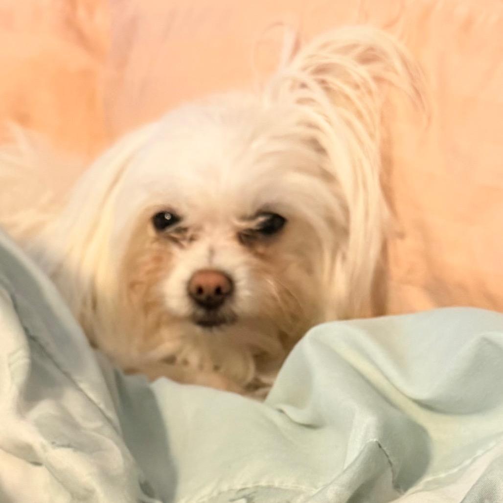 Sugar, Adoptable, Adult Female Maltese & Pomeranian.