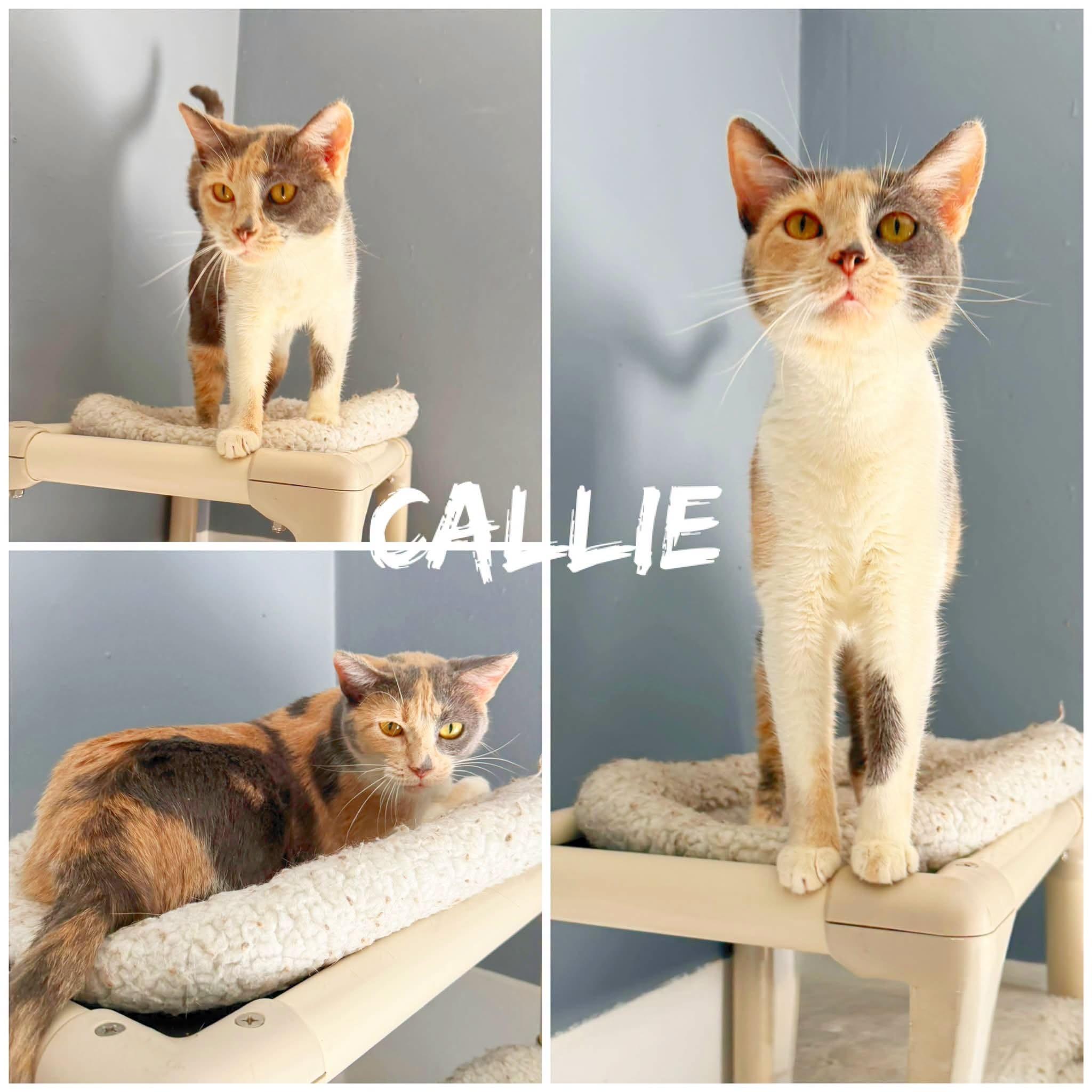 callie, ADOPTABLE, Adult Female Domestic Short Hair.