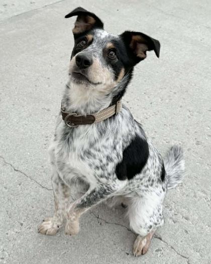 Enlarge Zuko, a Adoptable mixed breed in East Brookfield, MA image 1/2