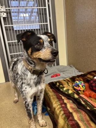 Enlarge Zuko, a Adoptable mixed breed in East Brookfield, MA image 2/2