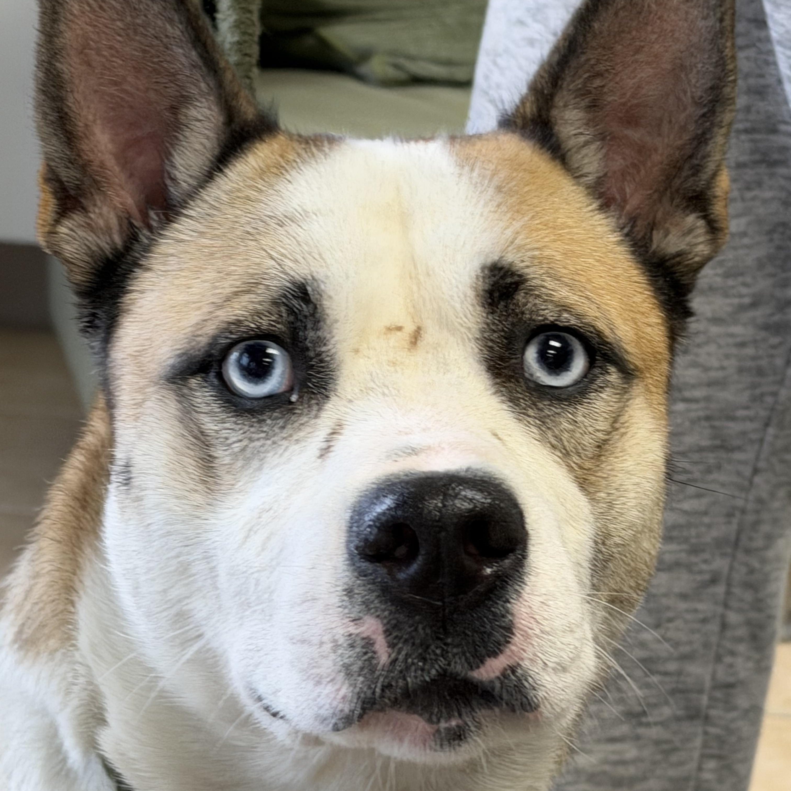 Enlarge May, a ADOPTABLE mixed breed in Palatine, IL image 1/4