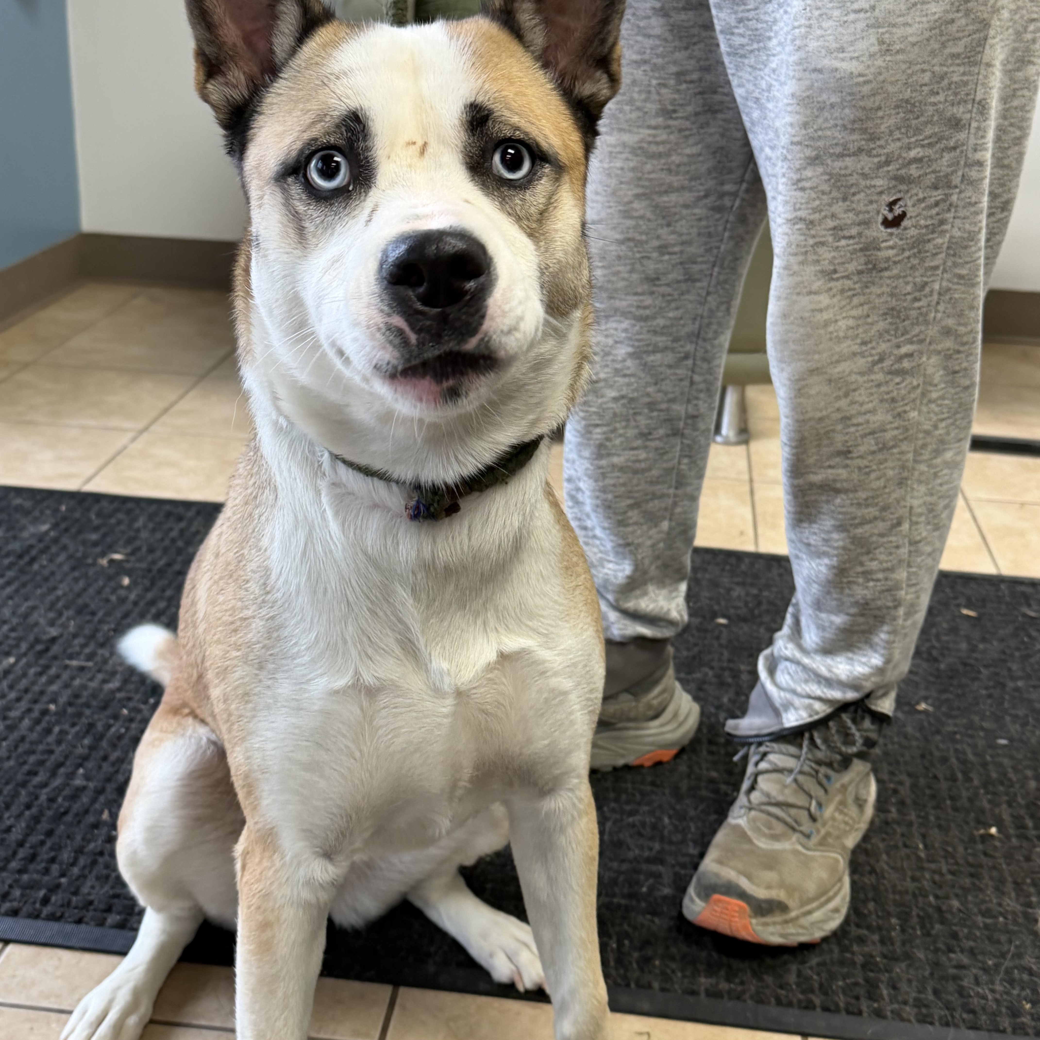 Enlarge May, a ADOPTABLE mixed breed in Palatine, IL image 3/4