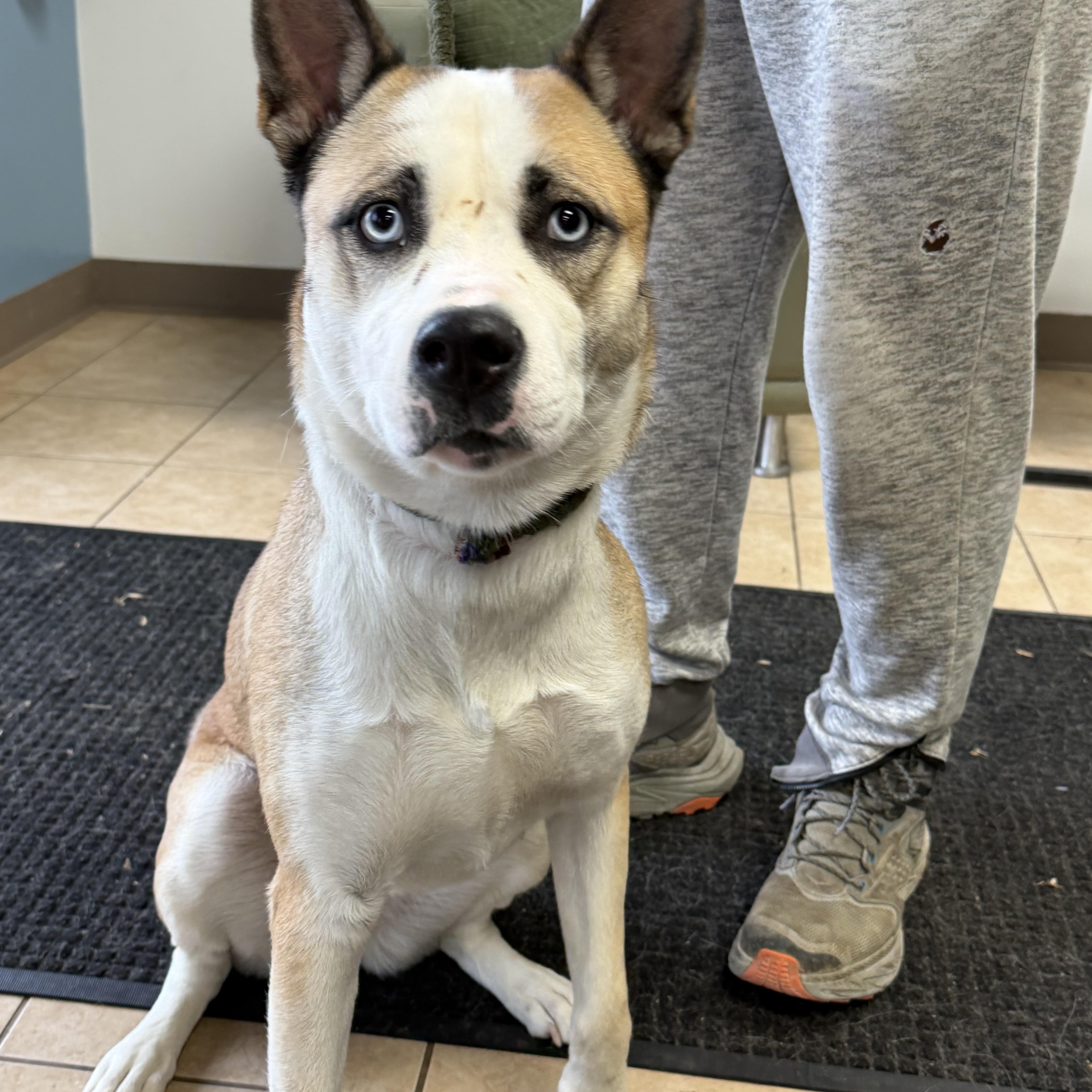 Enlarge May, a ADOPTABLE mixed breed in Palatine, IL image 2/4