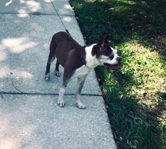 Dexter Diamond, Adopted, Senior Male Boston Terrier.