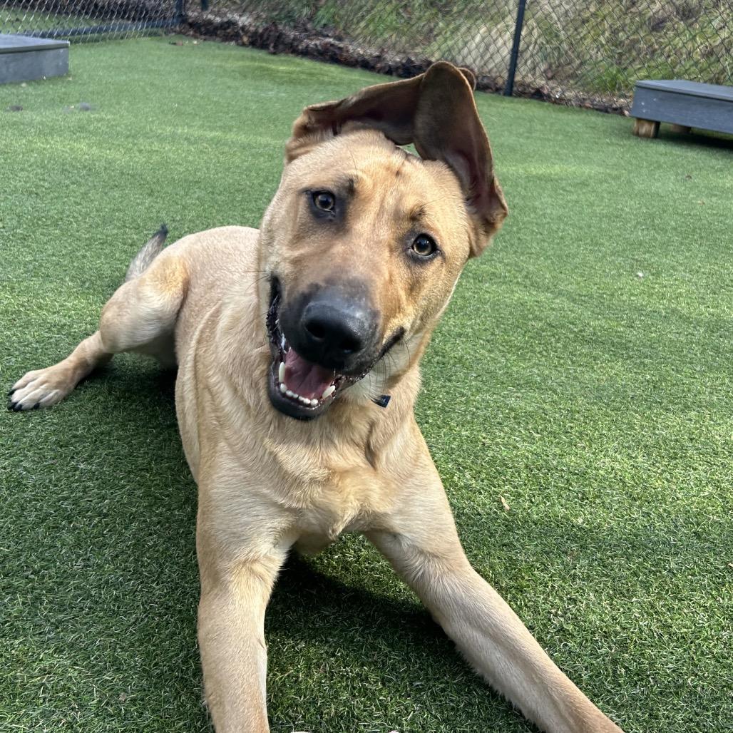 Gino, a Adoptable Mixed Breed in Asheville, NC image 1/6