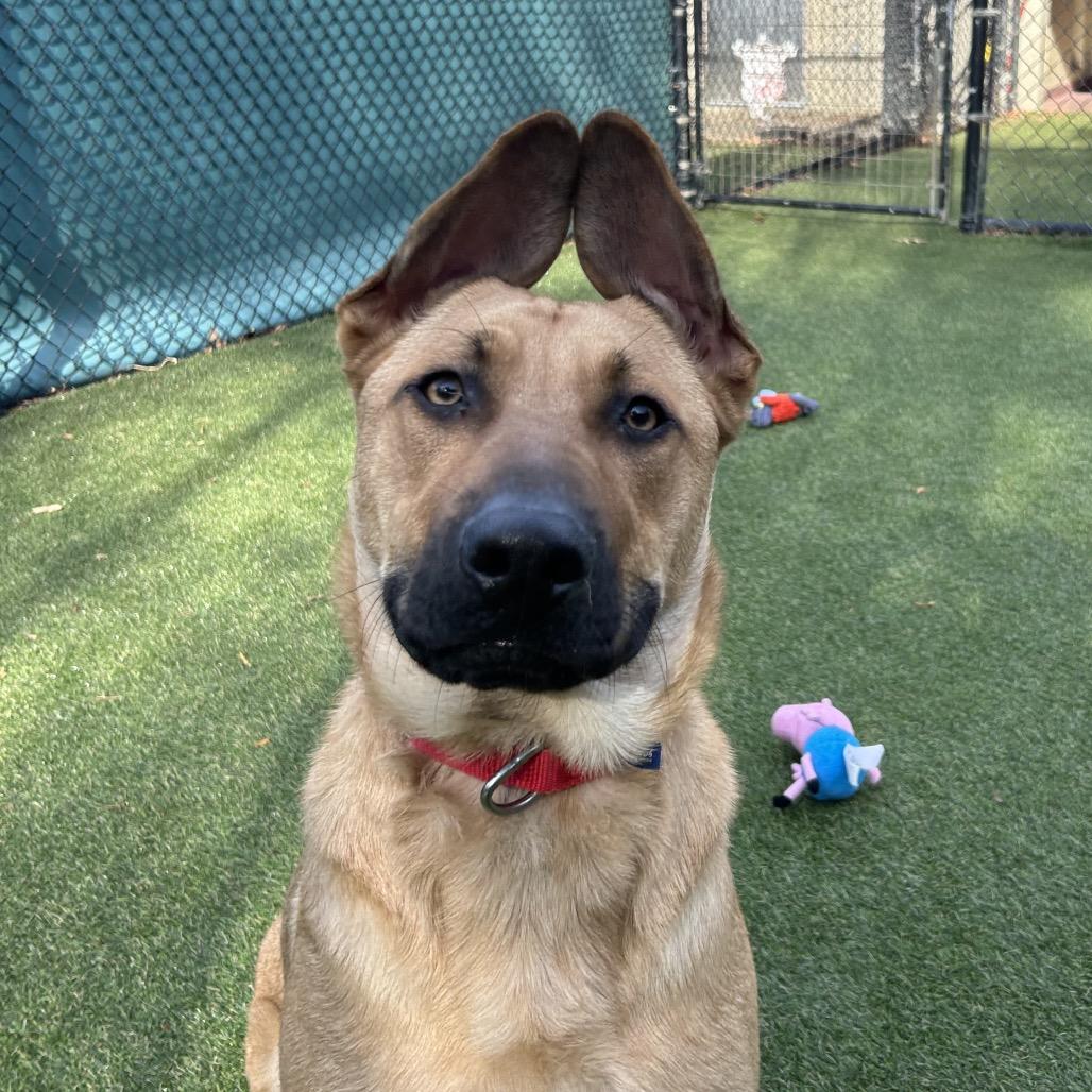 Gino, a Adoptable Mixed Breed in Asheville, NC image 2/6