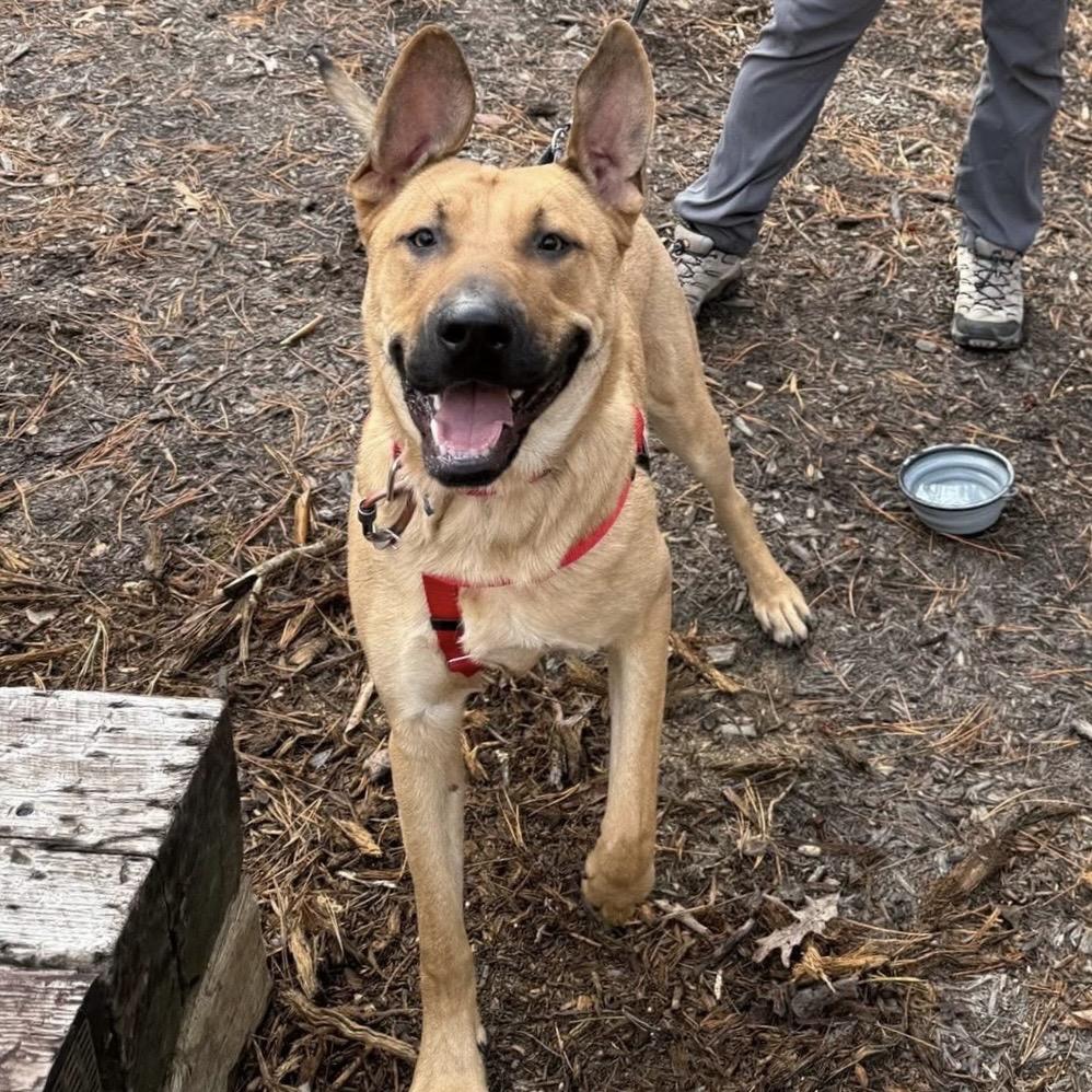 Gino, a Adoptable Mixed Breed in Asheville, NC image 3/6