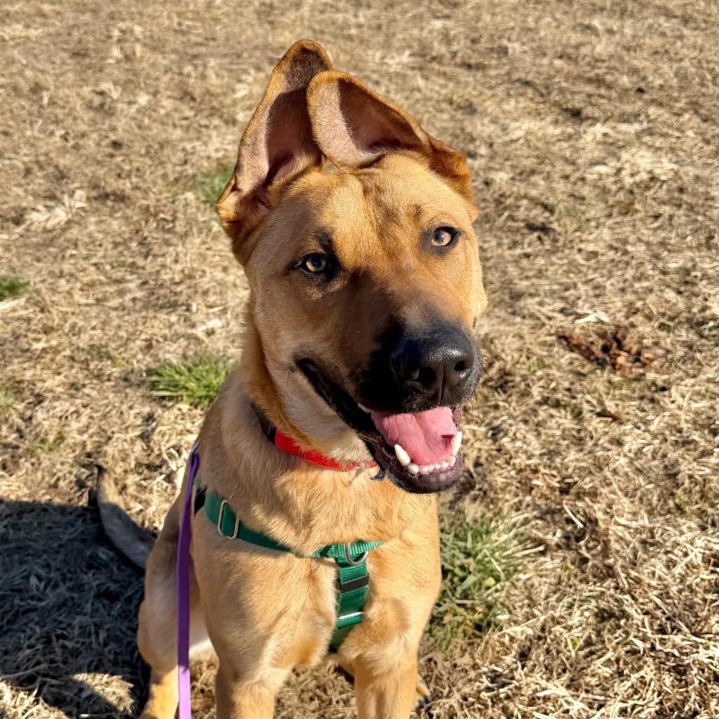Gino, a Adoptable Mixed Breed in Asheville, NC image 4/6