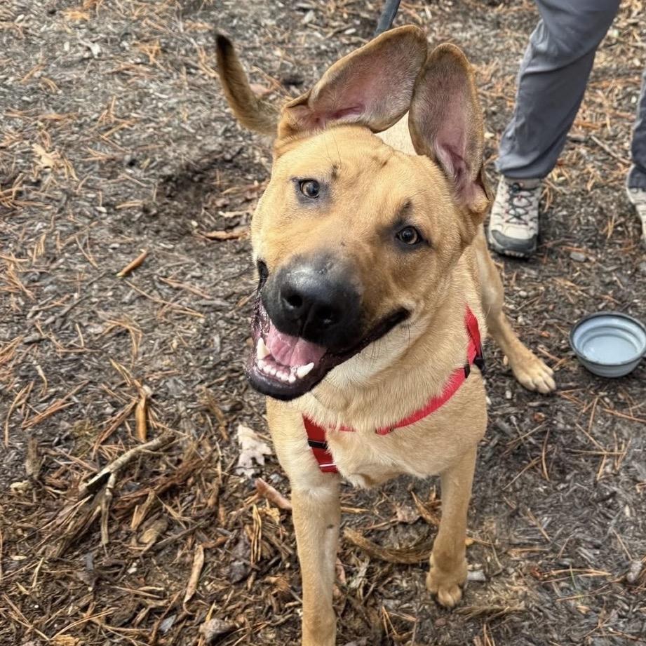 Gino, a Adoptable Mixed Breed in Asheville, NC image 5/6