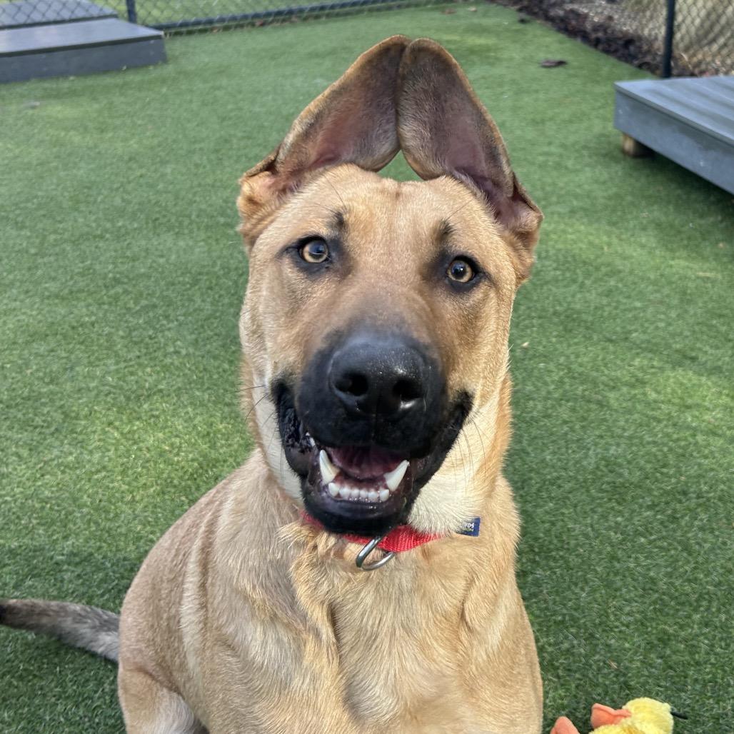 Gino, a Adoptable Mixed Breed in Asheville, NC image 6/6