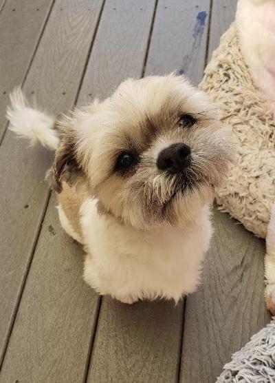 Enlarge Charlie, a ADOPTABLE Shih Tzu in Gardena, CA image 2/4