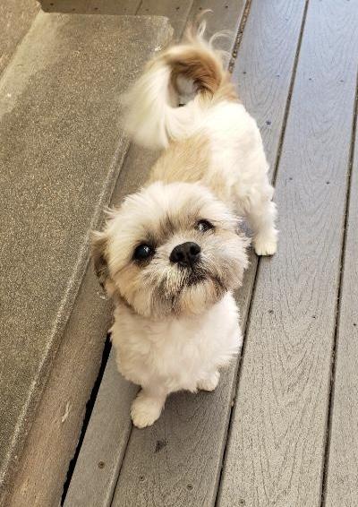 Enlarge Charlie, a ADOPTABLE Shih Tzu in Gardena, CA image 4/4
