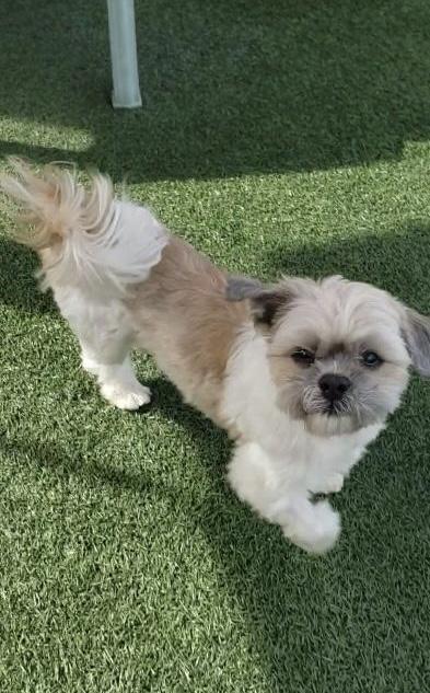 Enlarge Charlie, a ADOPTABLE Shih Tzu in Gardena, CA image 3/4