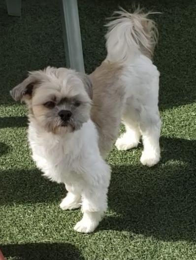 Charlie, ADOPTABLE, Adult Male Shih Tzu.
