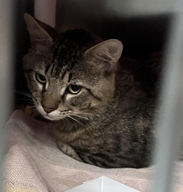 Brownie, Adoptable, Adult Male Domestic Short Hair.