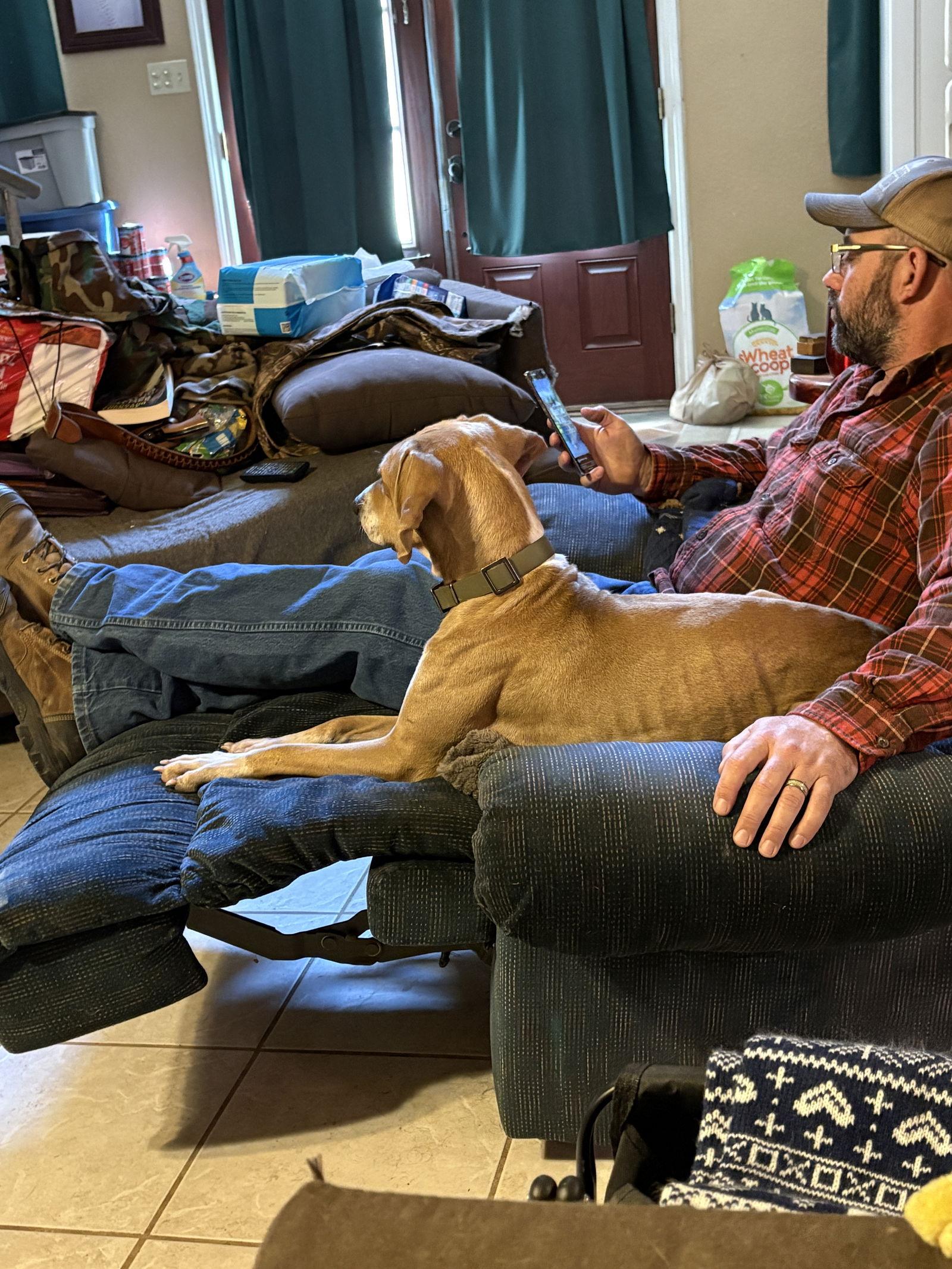 Buck, Adoptable, Adult Male Weimaraner & Black Mouth Cur.
